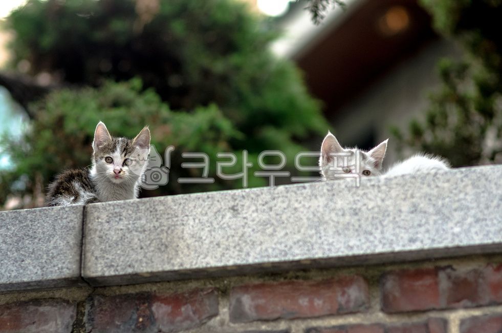 kitten,2 animals,cat,animal,fence