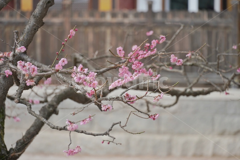 홍매화,매화,꽃,봄,나무,식물,자연,plants,nature,꽃,flower