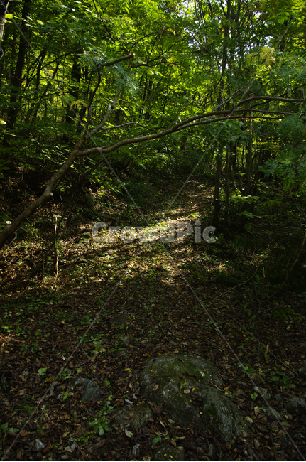숲,나무,잎,식물,자연,자연,풍경,nature,landscape,ground,바닥,tree,plant,tree trunk,나무 줄기