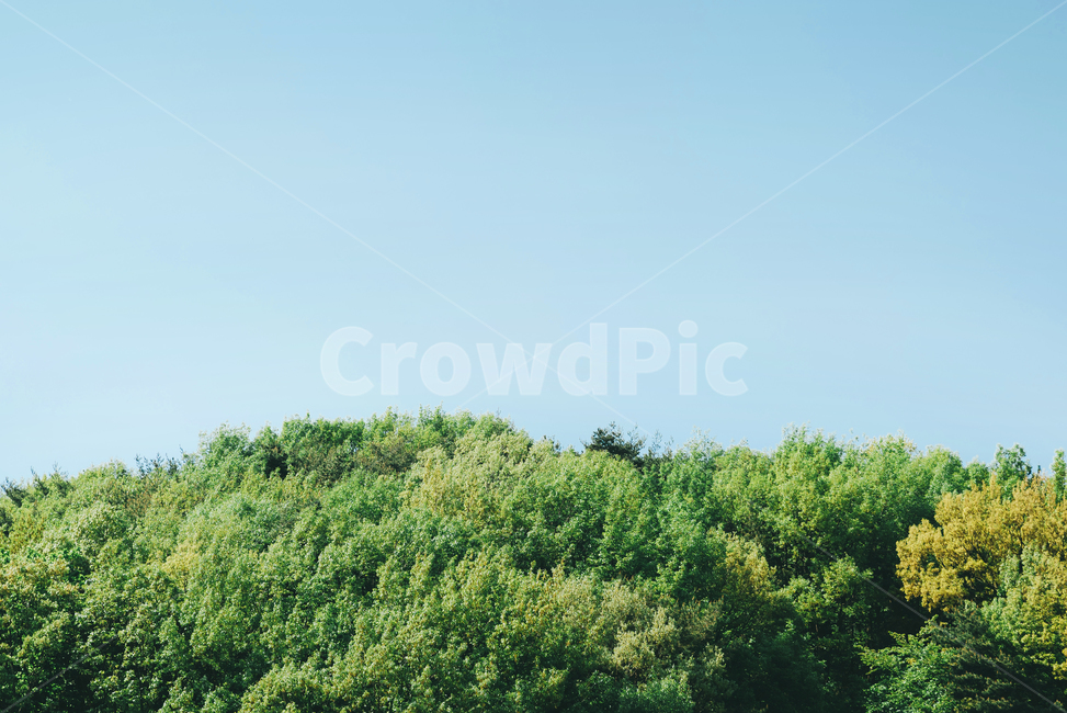 하늘,나무,초록,산,계절,여름,빛,밝은,색감,자연,sky,green,mountain,summer,color,leaf,nature,자연,풍경,nature,landscape,vegetation,초목,plant,식물,bush,부시