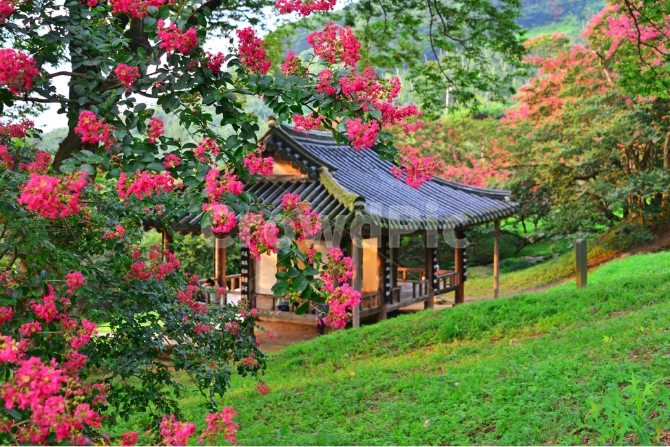 garden,정원,arbour,정자,human,인간,person,사람,outdoors,옥외,nature,자연,담양,명옥헌원림,명혹헌배롱나무,배롱나무,유적지,문화재
