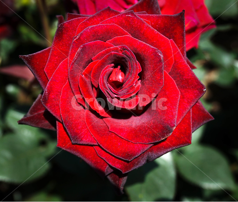 장미,rose,꽃,flower,빨간장미,식물,자연,plants,nature,꽃,flower
