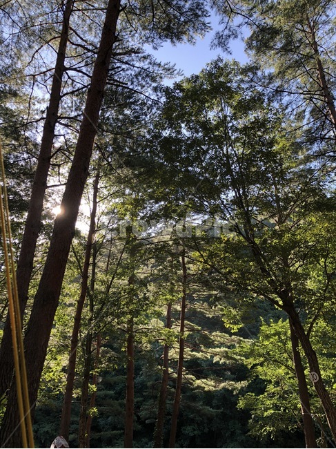 여름,휴가,산,나무,식물,하늘,자연,초록,summer,natsu,vacation,kyuuka,mountain,yama,tree,ki,plants,shokubutsu,sky,sora,nature,green,midori,해,햇빛,태양,sun,taiyou,sunlight,hizashi,파랑,blue,ao,자연,풍경,nature,landscape,휴식,힐링,rest,relaxation,healing,plant,vegetation,초목