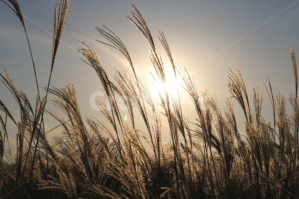 억새,자연,풍경,가을,들풀,하늘,태양,가을,계절,fall,autumn,season,grass,잔디,plant,식물,food,음식,vegetable,야채,grain,곡물