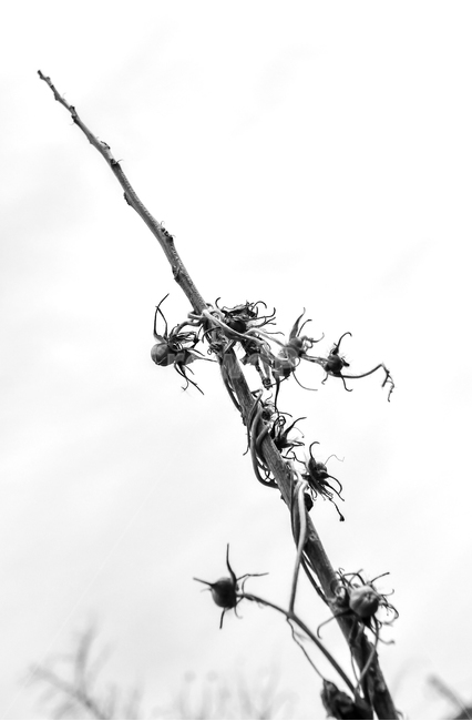 식물,자연,봄,꽃,열매,식물,자연,plants,nature,흑백,모노톤,monochrome,black and white
