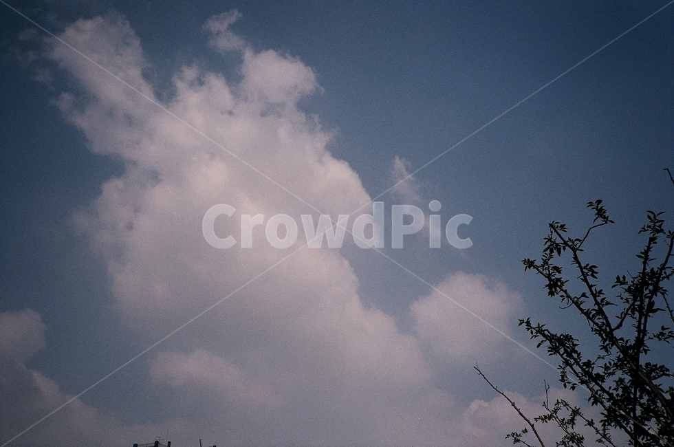하늘,구름,나무,sky,cloud,자연,nature,필름,필름사진,film,tree