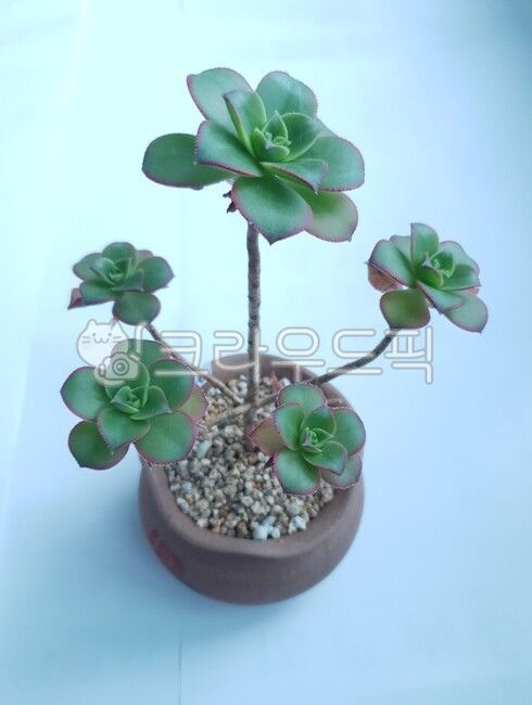 succulent,leaves,pot,flowerpot,plant cultivation,plant,succulentplants,succulents
