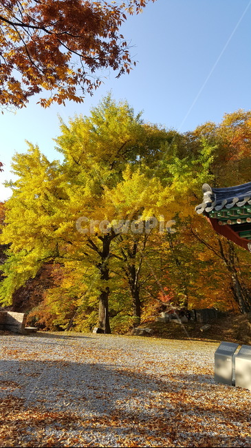 단풍,가을,노란빛,나무,은행나무