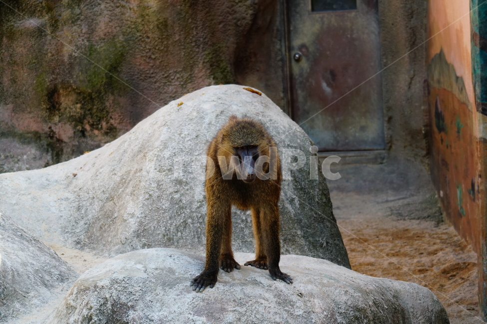 원숭이,아누비스개코원숭이,동물,animal,포유류,olivebaboon,anubisbaboon,monkey,동물,animal,포유류,mammal