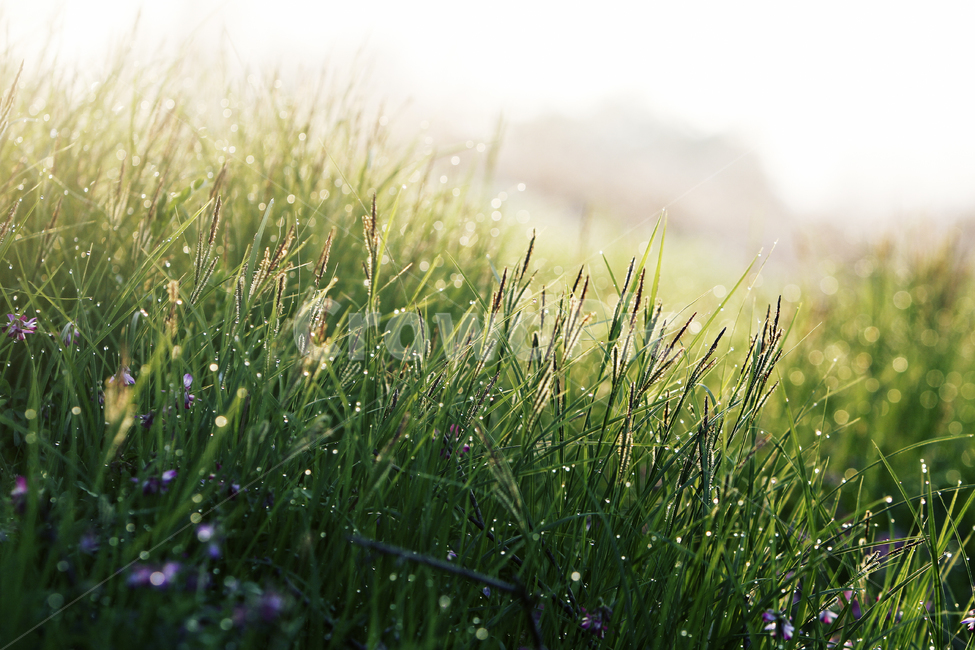 grass,잔디,plant,식물,아침