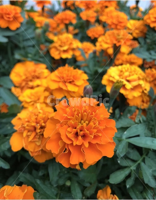 flower,플라워,꽃,자연,식물,식물,자연,plants,nature,꽃,flower