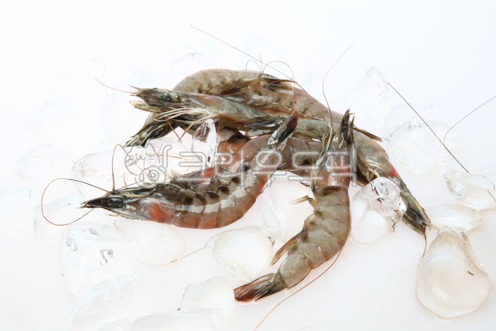 새우,흰다리새우,새우생물,새우재료,수산물,화이트새우,새우요리