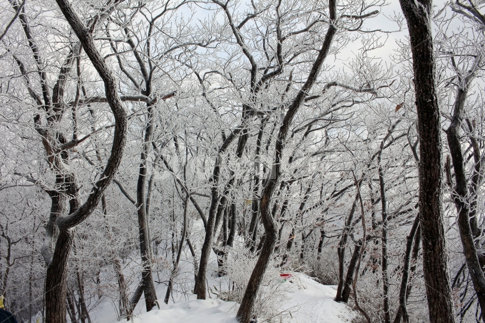 풍경,눈,눈꽃,자연,나무,겨울,나뭇가지,계절,winter,season,식물,plants,nature,함박눈,설경,겨울풍경,landscape,산,눈내리는날,한국,눈풍경,자연풍경,느낌,12월,등산,sensible,feeling,emotion,겨울,계절,winter,season,식물,자연,plants,nature,나무,trees,wood