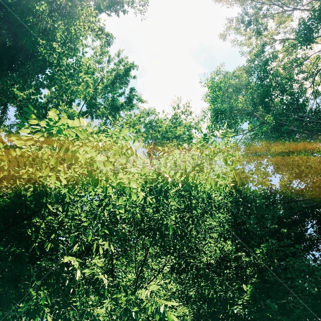 숲,초록,봄,빛,풍경