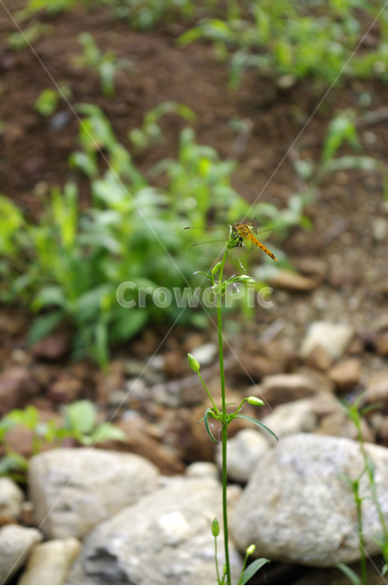 곤충,풀,식물,plant,잠자리,동물,animal,곤충,벌레,insect,bug