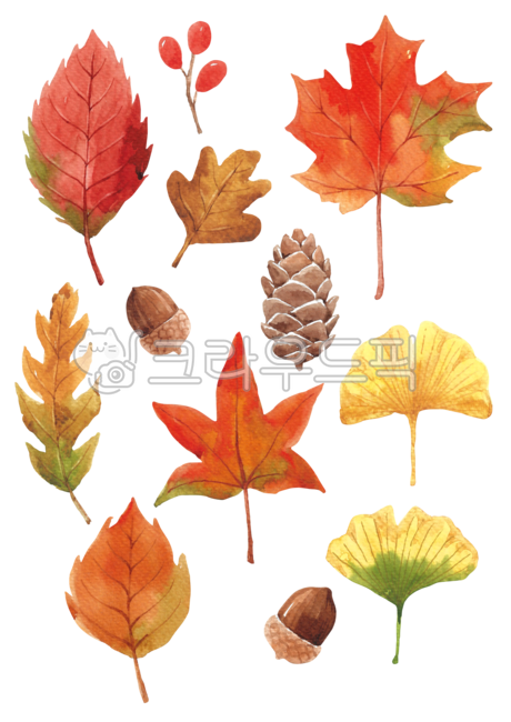 pine,Botanical,pattern,acorn,cone,Maple leaf,ginkgo leaves,fallen leaves,fall,botanical,leaves,pine cone,drawing,season,Maple,handwork,hand drawing,nature,leaf,brown,watercolor,painting,background,plant,maple,ginkgo,illustration,autumn,Watercolor