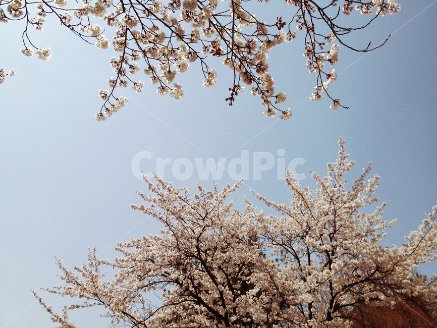 벚꽃,꽃,flower,spring,봄,계절,분홍,pink,cherryblossom,sakura,하늘,나무,데이트,소풍,봄소풍,나들이,season,식물,자연,plants,nature,trees,wood,감성,sensible,feeling,sky,벚꽃놀이,꽃놀이,봄,계절,spring,season,plant,blossom,cherry blossom