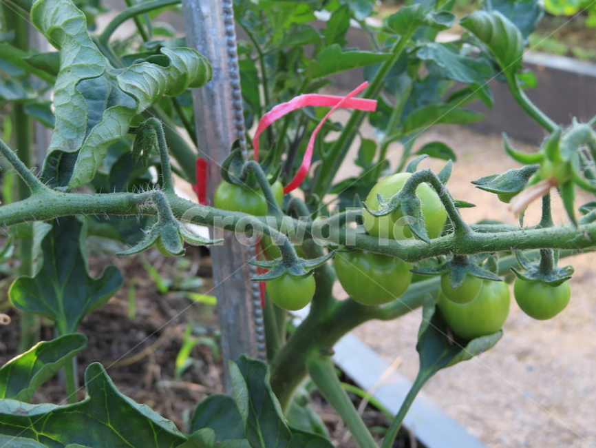 땅,흙,토마토,식물,작물,초록색,농원,자연,맑은날,and,clay,tomatoes,plants,crops,green,farm,nature,sunnyday