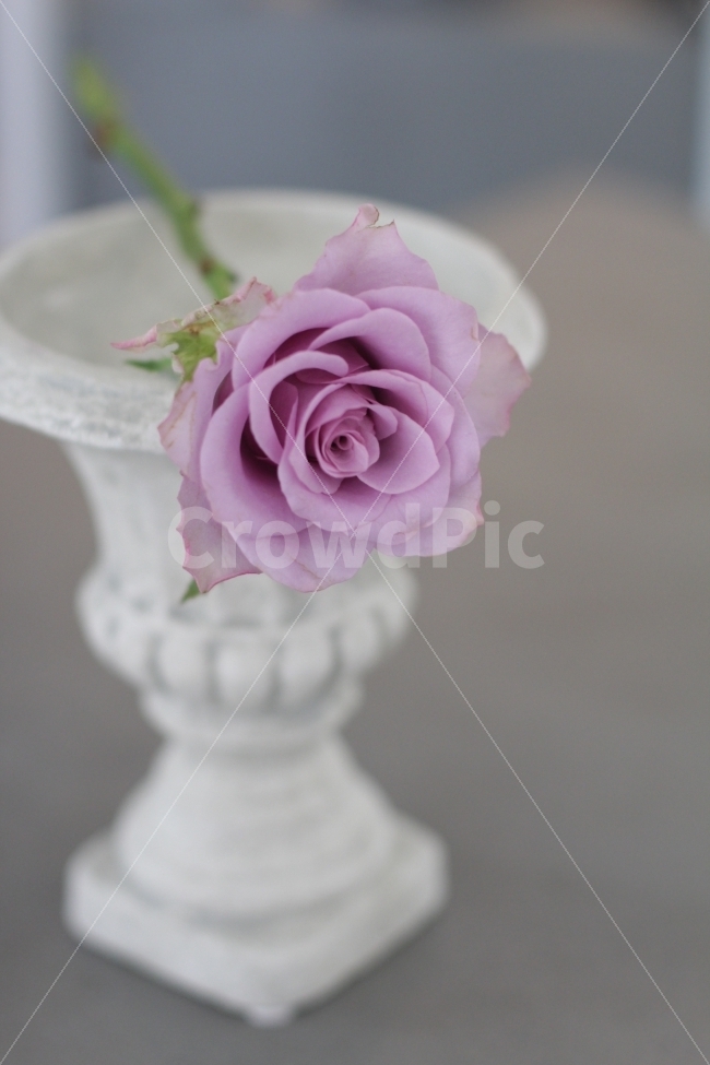 	꽃,장미꽃,플라워,빨간장미,장미,flowers,floral,roses,식물,자연,plants,nature,꽃,flower,기념일,축하,anniversary,congratulation,celebrate,celebration