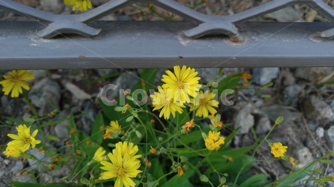 노랑선씀바귀,꽃,노랑꽃,노랑색,녹색,들꽃,식물,배경,감성,계절,flower,yellowflower,yellow,green,wildflower,plants,background,emotional,season