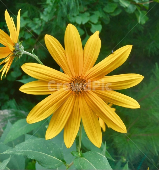 plant,식물,flower,꽃,blossom,해바라기,뚱단지,돼지감자,이쁜,예쁜,beautiful,마당,green,yellow,nice,good