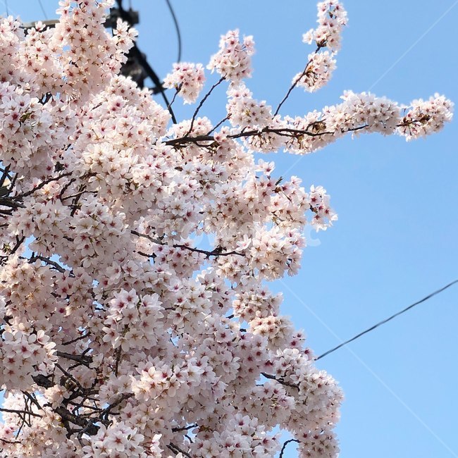 봄,벚꽃,꽃놀이,벚꽃놀이,벚꽃엔딩,봄,계절,spring,season,plant,식물,blossom,꽃,flower,cherry blossom
