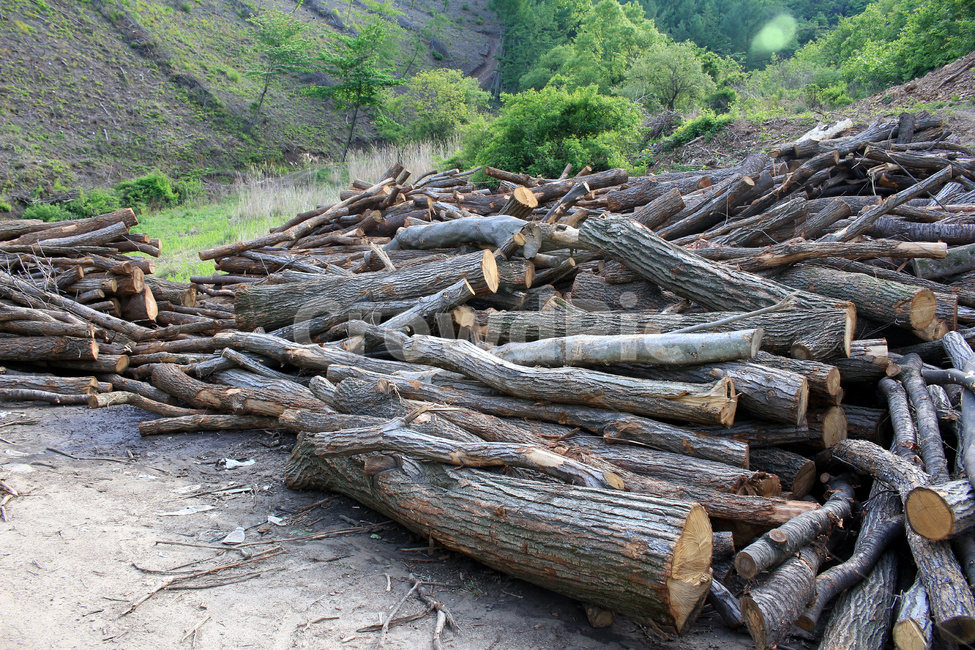 forest development,woodwood,felling,tree felling