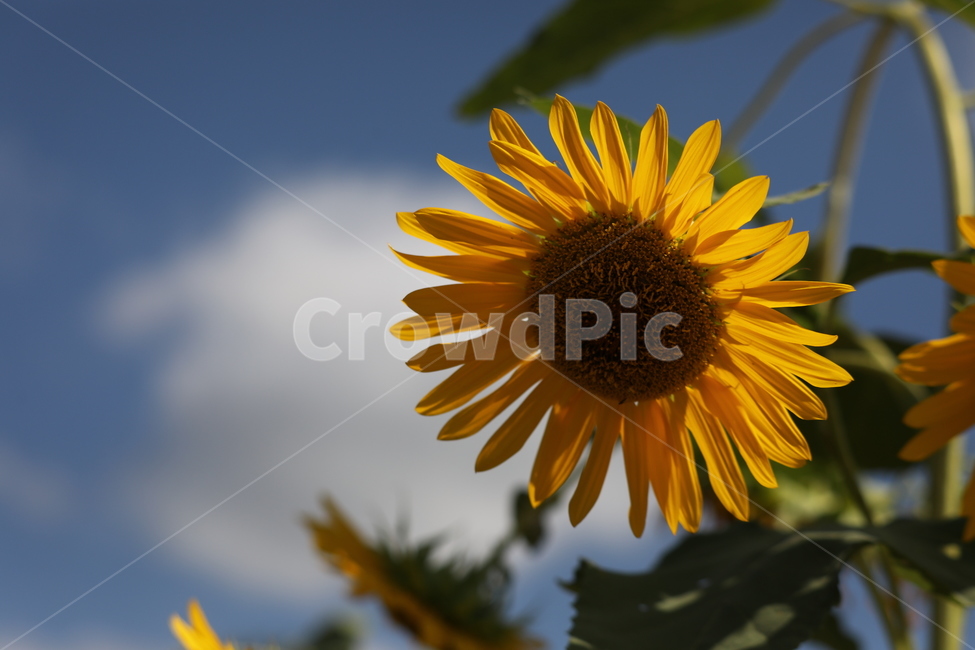 해바라기꽃,하늘,숭배,구름,의지,여름,계절,summer,season,가을,fall,autumn,식물,자연,plants,nature,꽃,flower,plant,blossom