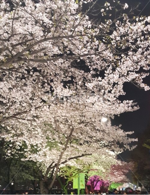 벛꽃,야간,조명,밤,산책,나들이,데이트,흐드러진,봄,계절,spring,season,야경,밤,풍경,nightscape,night,landscape,plant,식물,blossom,꽃,flower