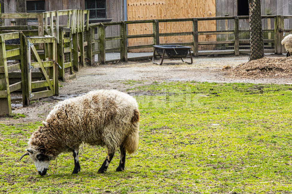 sheep,양,animal,동물,가구,furniture,벤치,bench,포유류,농장,잔디,초원,mammal,eat,feed,grass,farm