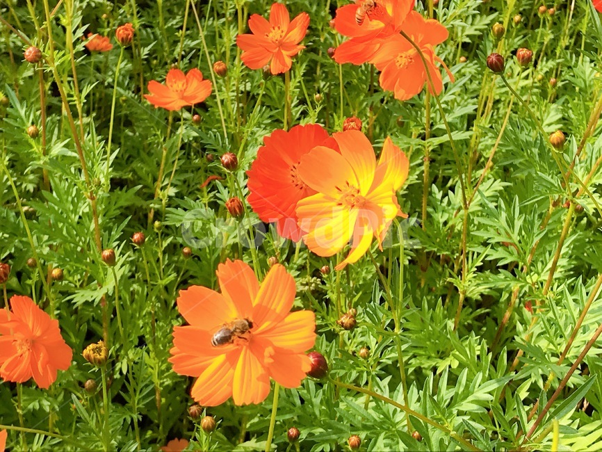코스모스,꽃,가을,식물,봄,식물,자연,plants,nature,꽃,flower