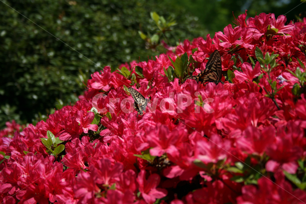 철쭉,꽃,붉은꽃,나비,검은나비,식물,flower,butterrfly,식물,자연,plants,nature,꽃,flower,동물,animal,곤충,벌레,insect,bug