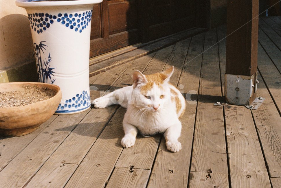 고양이,감성,느낌,동물,귀여움,동물,animal,포유류,mammal,고양이,cat,kitten,kitty