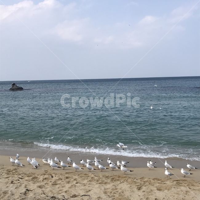 바다,갈매기,파도,sea,wave