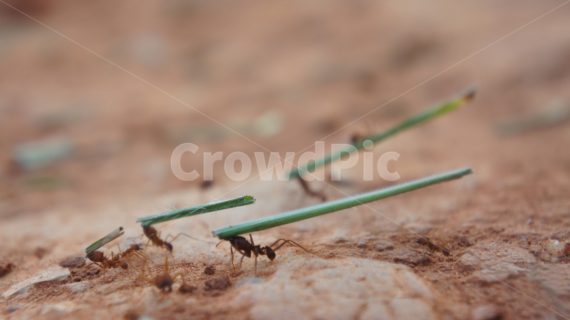 개미,곤충,ant,자연,nature,곤충,벌레,insect,bug