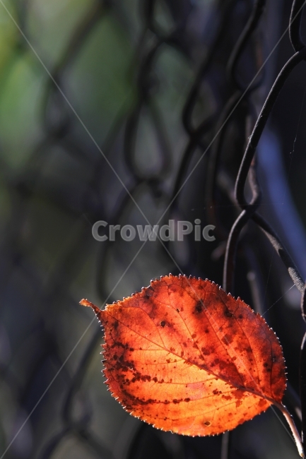 단풍잎,가을풍경,식물,자연,감성사진,단풍,가을,계절,fall,autumn,season,식물,자연,plants,nature,감성,sensible,feeling,leaf,잎,plant,veins,정맥
