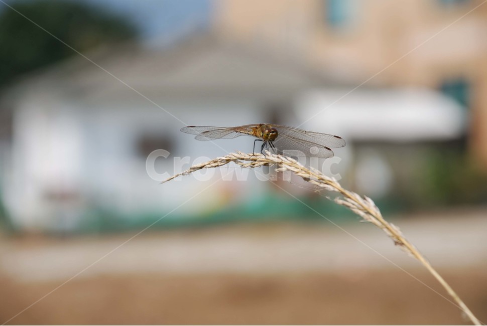 동물,곤충,잠자리,가을,갈대,곤충,벌레,insect,bug