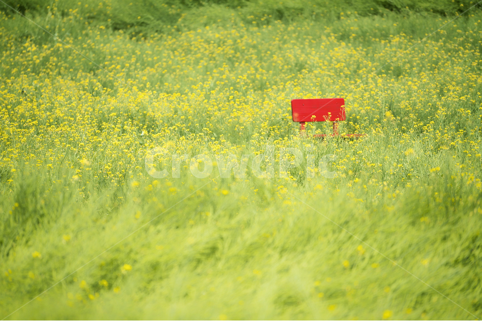 자연,풍경,봄,꽃,감성,유채꽃,의자,봄,계절,spring,season,식물,자연,plants,nature,꽃,flower,field,들,outdoors,옥외,grassland,목초지,farm,농장,rural,농촌,meadow