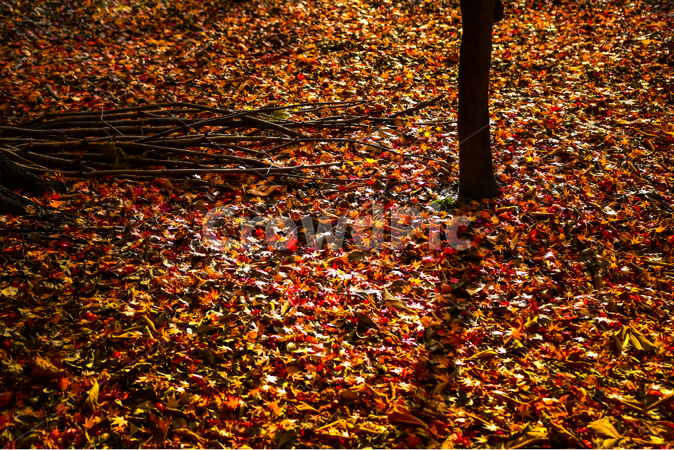 tree,나무,plant,식물,ground,바닥,가을,늦가을,단풍,낙엽,가을,계절,fall,autumn,season