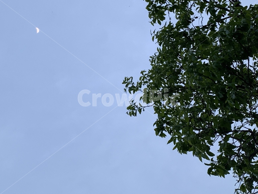 하늘,달,나무와달,나무,moon,sky,daytimemoon,낮달