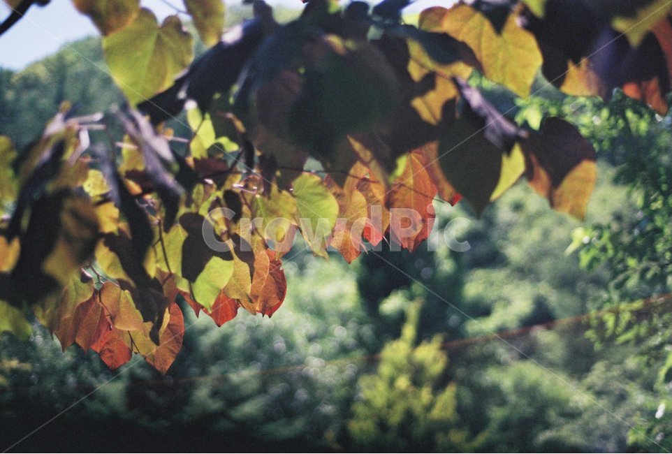 나무,잎,나뭇잎,잎사귀,가을,단풍,산,이파리,tree,leaf,fall,식물,자연,plants,nature,감성,sensible,feeling