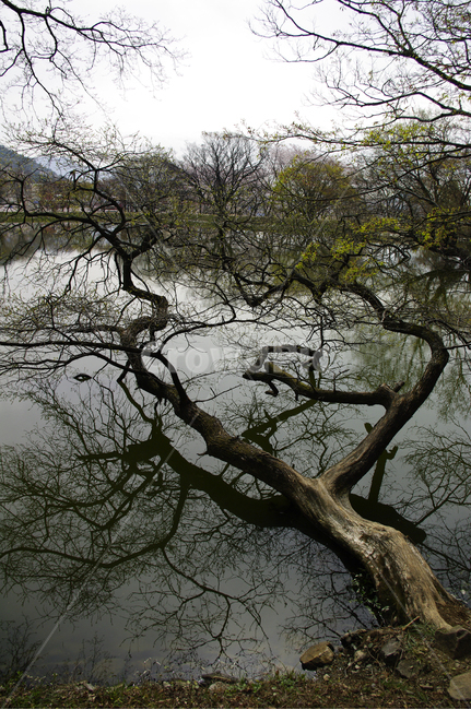 나무,호수,반영,식물,plant,봄,계절,spring,season,식물,자연,plants,nature,나무,trees,wood,tree,tree trunk,나무 줄기
