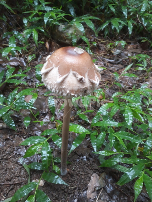 버섯,독,포자,마비,갈색,종,버섯,mushroom