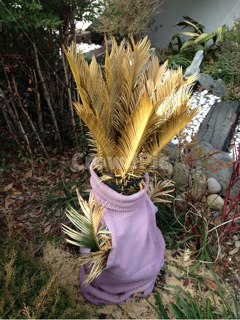 식물,소철,화분,아웃테리어,마당,식물,자연,plants,nature