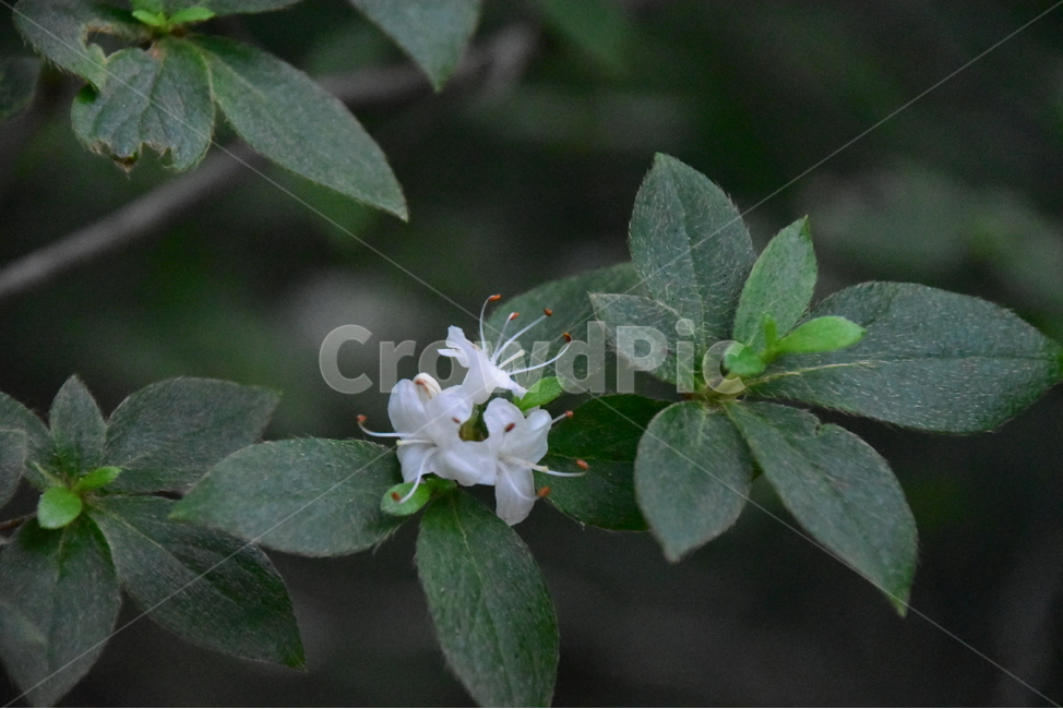 흰참꽃나무,야생화,생태,식물,자연,꽃,여름,힐링,플라워,계절,wildflower,flower,plants,nature,season,배경,목본,나무,감성,느낌,emotion,feeling,진달래과,진달래속,여름꽃,식물,자연,plants,nature,꽃,flower