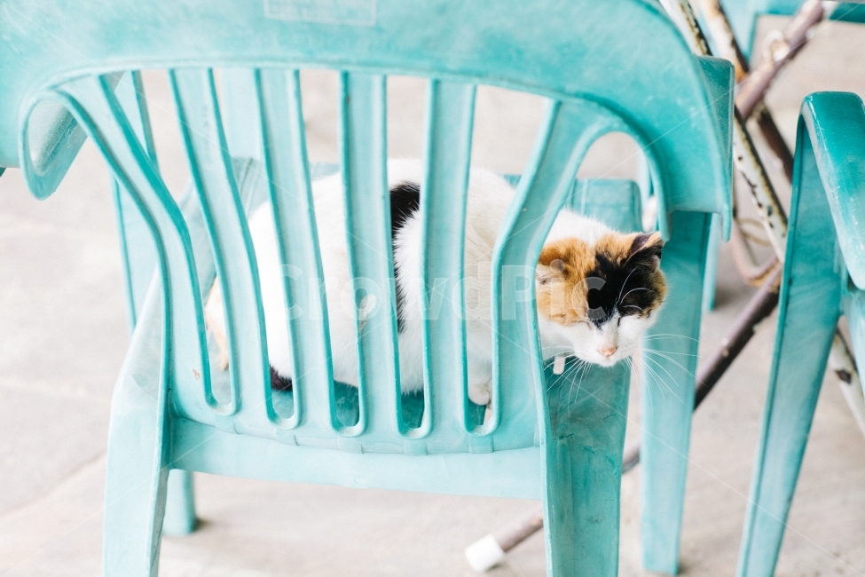 cat,고양이,잠자는고양이,냥이,의자냥이,동물,animal,포유류,mammal,고양이,cat,kitten,kitty,감성,sensible,feeling