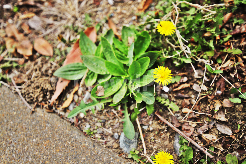 야생화,민들레,식물,꽃,야생민들레,봄,계절,spring,season,식물,자연,plants,nature,꽃,flower,plant