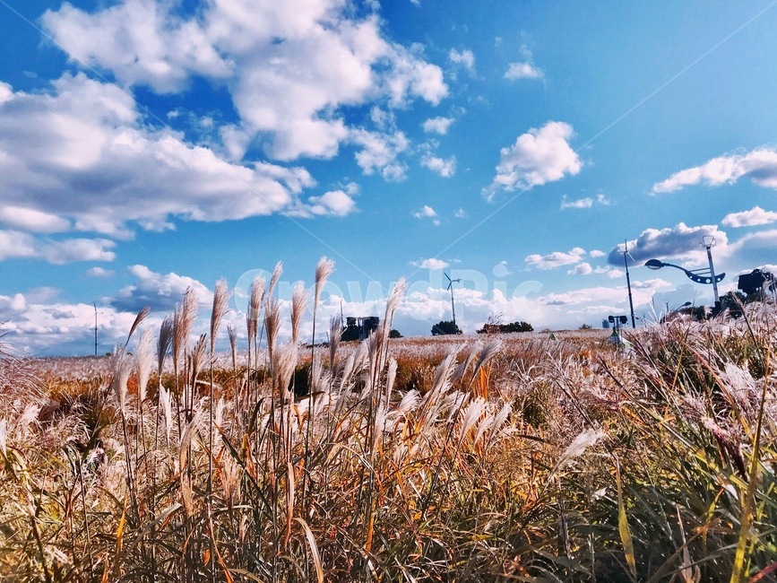 가을,가을갈대,갈대,갈대풍경,가을풍경,가을,계절,fall,autumn,season,자연,풍경,nature,landscape,plant,식물,grass,잔디,lawn,reed
