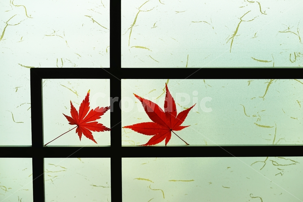 단풍,단풍잎,단풍나무,낙엽,가을,가을,계절,fall,autumn,season,plant,식물,leaf,잎