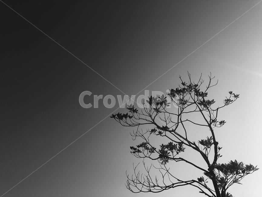 나무,outdoors,옥외,feeling,흑백사진,흑백,tree,나뭇가지,공원,하늘,sky,silhouette,실루엣,nature,자연,흑백,모노톤,monochrome,black and white